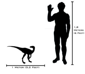 Size comparison between the dinosaur "Eoraptor" and a human.