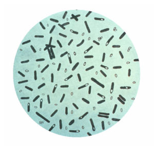 photomicrograph of Clostridium botulinum bacteria