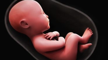 fetus-inside-the-womb