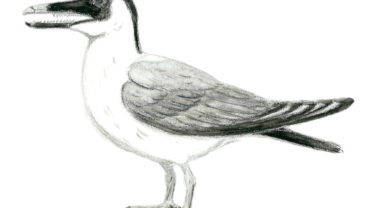 wb-194-12-the-first-beak
