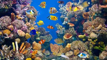 colorful-and-vibrant-aquarium-life