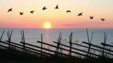 bird-formation-in-sunset