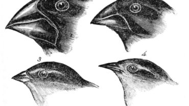 189-29-darwins-finches-no-proof-of-evolutionfb