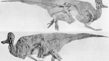 wb-208-30-pd-1200px-corythosaurus
