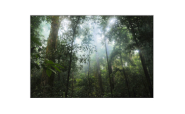 w-222-15-rainforest_stokpic_user_id692575_pixabay