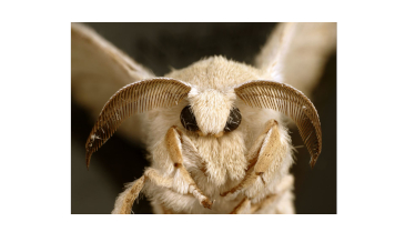 w-222-25-silkworm-mothe-by-csiro-cca-3-0