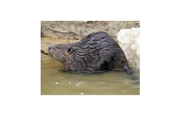 w-224_27-the-home-life-of-the-beaver