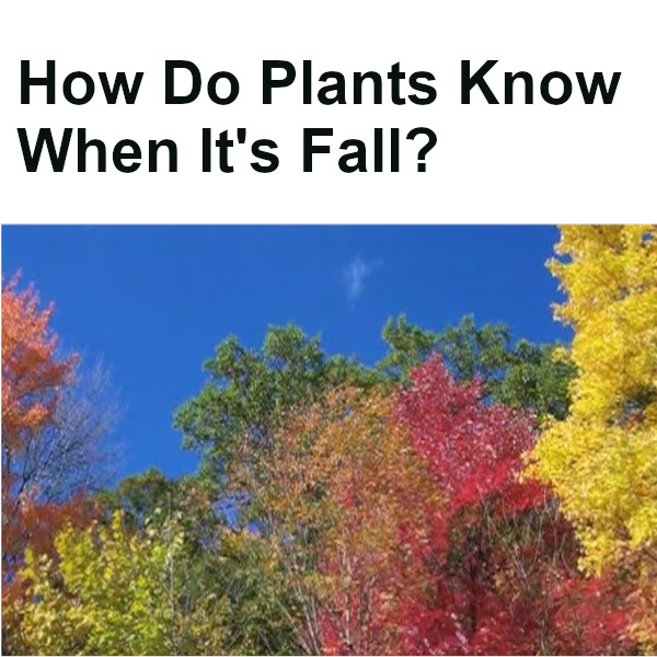 how do plants know  v1 t8