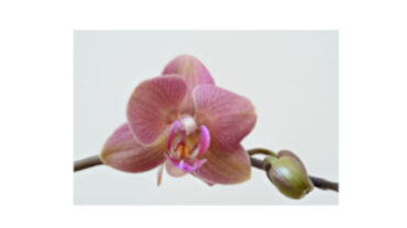w-sp-254_07_-orchid-pd