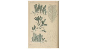 w-sp-254_09_-caulerpa-taxifolia-pd