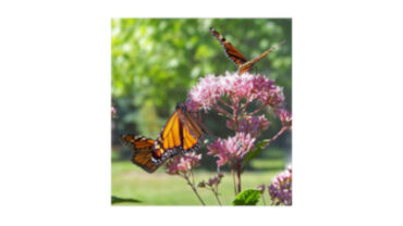 w-sp-254_18_-monarch_pd-images_pixabay_butterfly-18355_960_720
