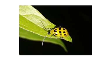 w-sp-254_19_cucumber-beetle_brett-hondow_pixabat
