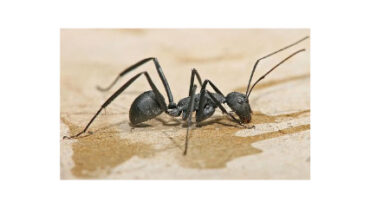 w-sp-257_04_those-noisy-ants