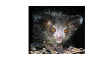 w-sp-261_11_how-the-aye-aye