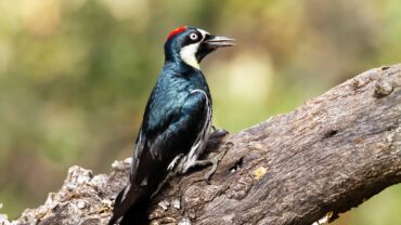 closeup-of-an-acorn-woodpecker-with-blurred-background