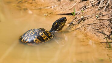 eastern-box-turtle-emerging-from-muddy-water-onto-a-sandy-bank-in-dover-tennessee