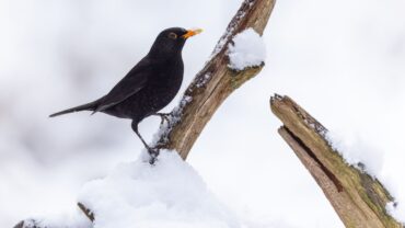 common-blackbird-turdus-merula-perched-on-the-branch-with-melting-snow