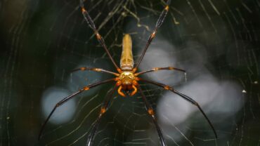 golden-orb-spider-macro-shot