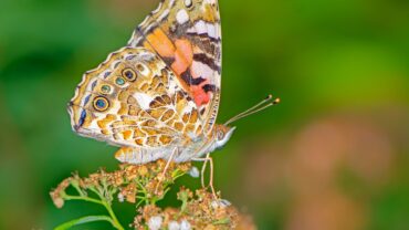 painted-lady-butterfly