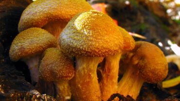 246-8-armillaria-gallica-humongous-fungus-dan-molter-shroomydan-at-mushroom-observercc-by-sa-3-0-wikimedia-commons