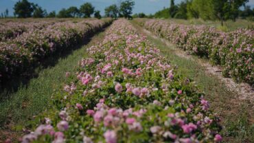 field-of-roses-in-sunny-summer-day