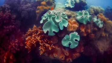 different-colored-corals-in-sea