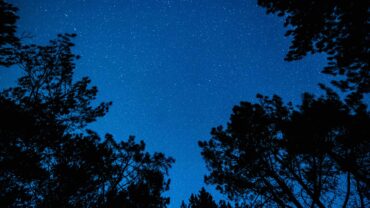 the-bright-starry-sky-in-the-night-forest