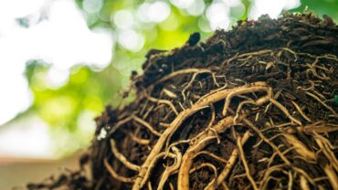 torn-tree-with-roots-from-under-the-ground