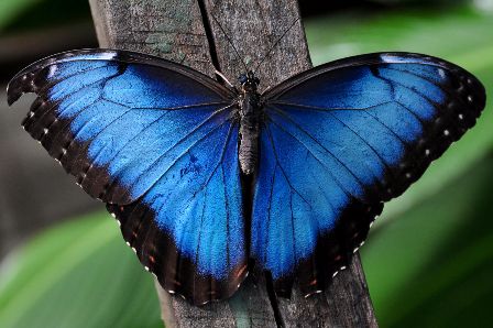 butterfly-wing