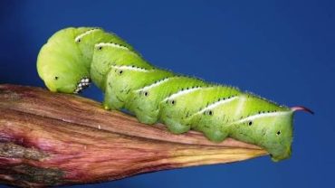 caterpillars-remember-2