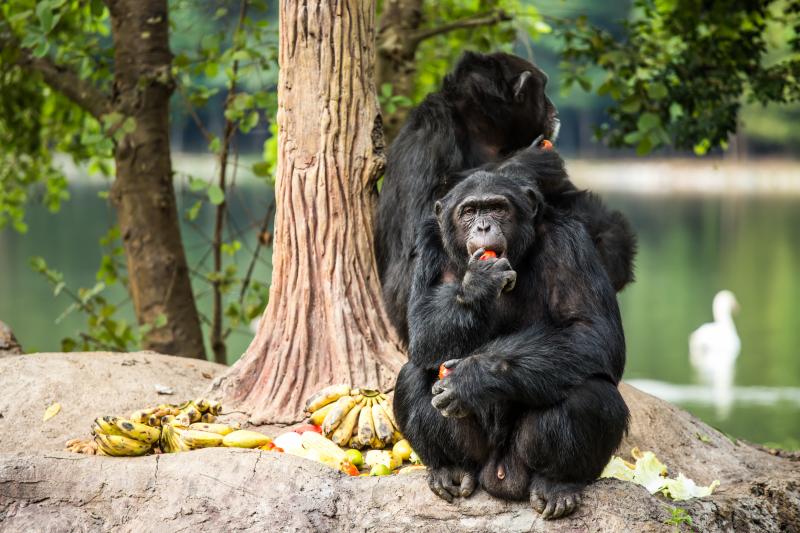 Did Apes Evolve to Eat More Fruit? – Creation Moments