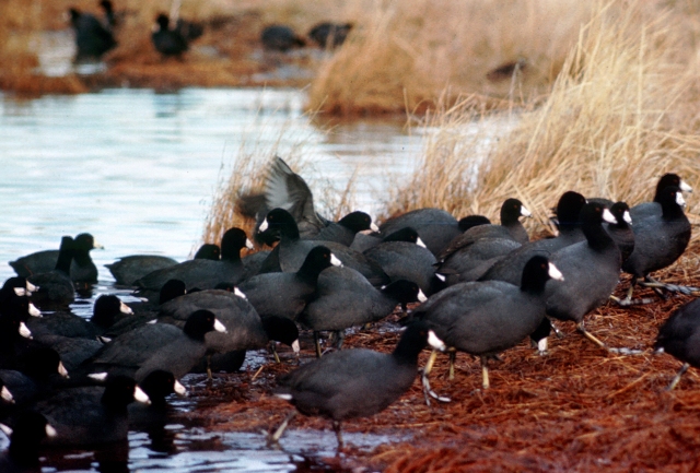 Coots can count