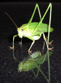 Katydids with personal guards