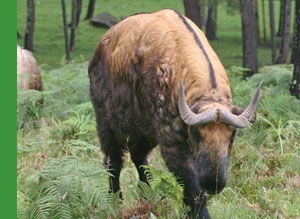 Talking About the Takin