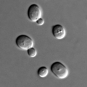 Yeast of the species Saccharomyces cerevisiae
